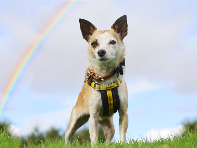 Rainbow for sale in Leeds, Yorkshire - Image 6