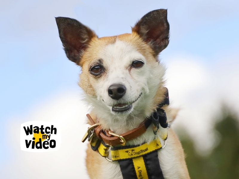 Rainbow | Terrier (Jack Russell) Cross | Leeds - 1