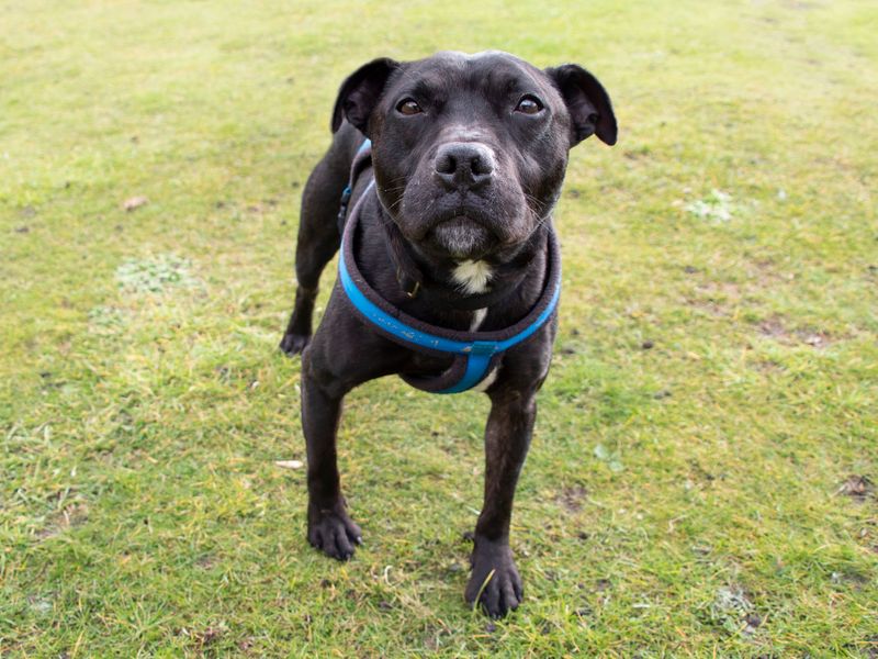 Staffie Puppies for sale in Greater Manchester