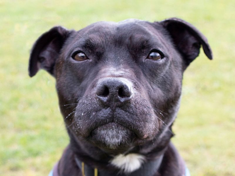 Prince | Terrier (Staffordshire Bull) | Manchester - 1