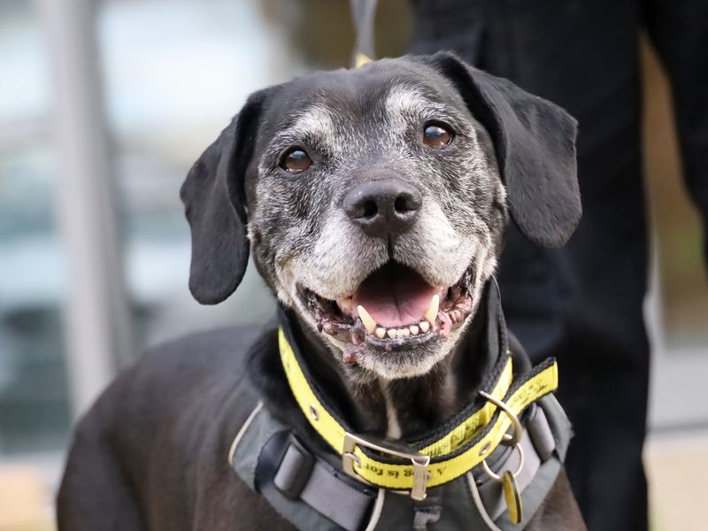 Alphie | Terrier (Staffordshire Bull) Cross | Leeds - 1