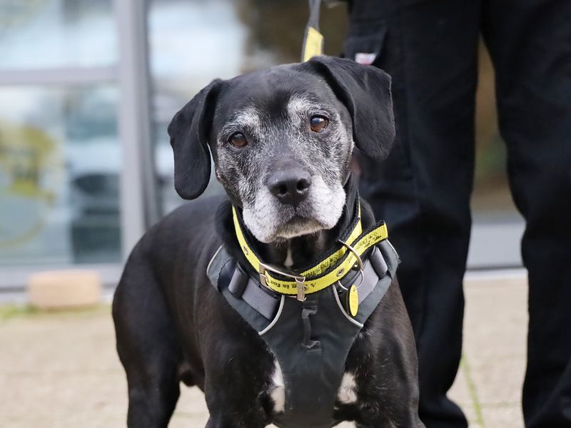 Staffordshire Bull Terriers for sale in Leeds, Yorkshire