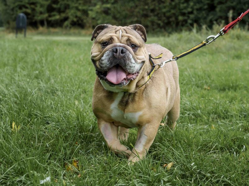 Bulldog Puppies for sale in Leicestershire