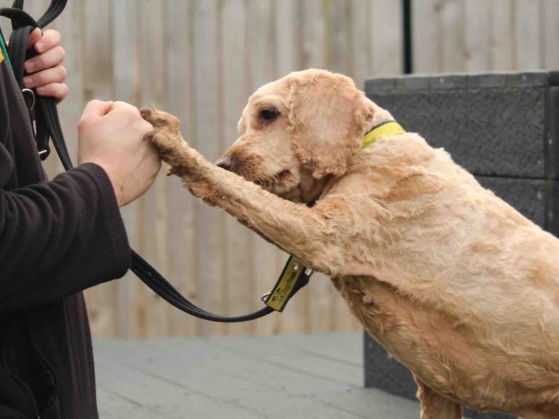 Oggy Adopt A Poodle From Evesham Worcestershire