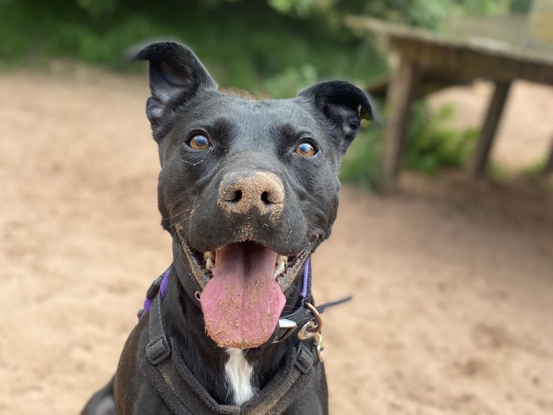 Batman | Terrier (Staffordshire Bull) Cross | Loughborough - 1