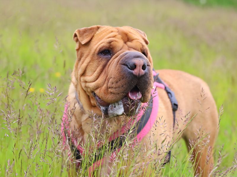 Shar pei 2024 for rehoming