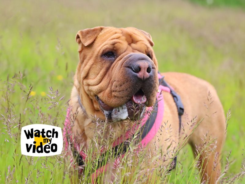 Edie | Shar Pei Cross | Leeds - 1