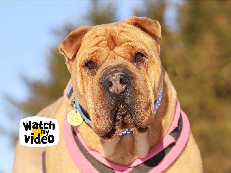 Edie | Shar Pei Cross | Leeds - 1