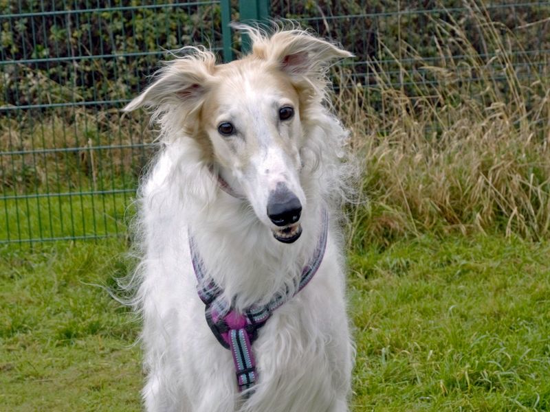 Borzoi sales near me