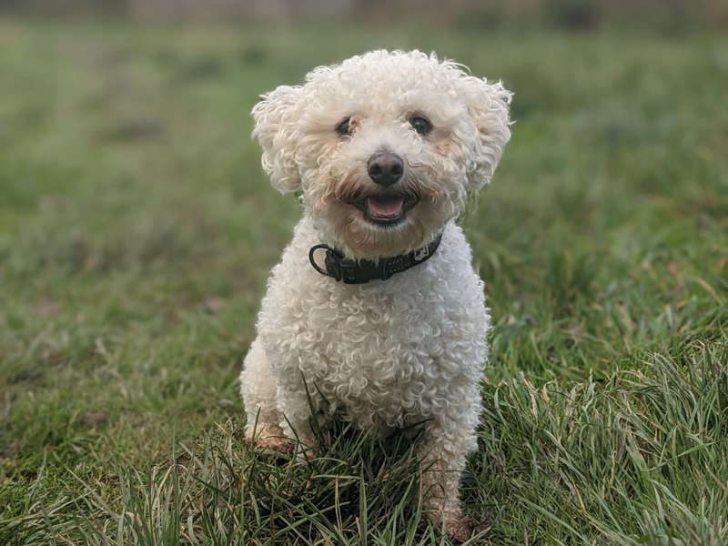 Bichon frise best sale x poodle