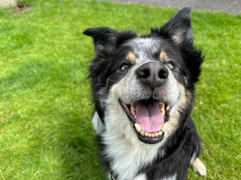 Border Collies for sale in Mid Glamorgan, Wales