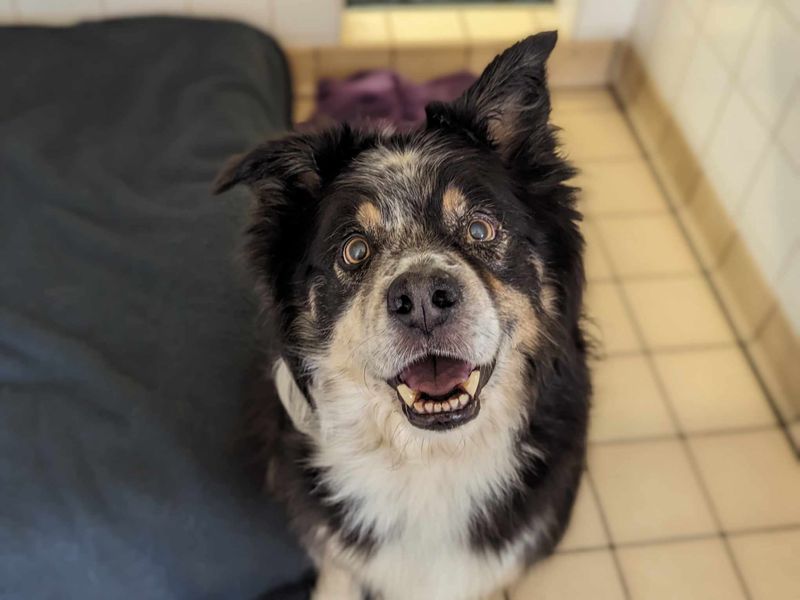 Otis | Collie (Border) | Bridgend (Wales) - 1