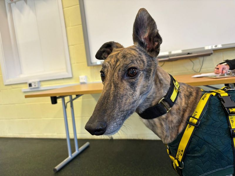 Greyhound Dogs And Puppies For Adoption, Rehoming And Rescue