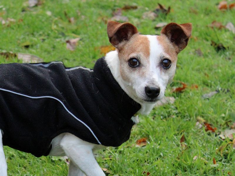 Jack Russell Puppies for sale in Liverpool