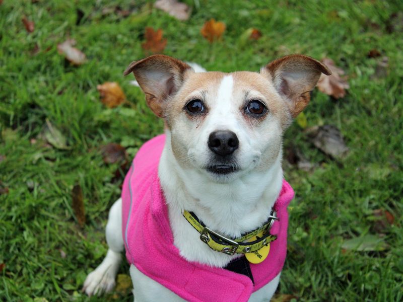 Jack Russell Puppies for sale in Liverpool