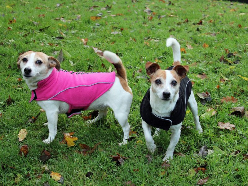 Jack Russells for sale in Liverpool