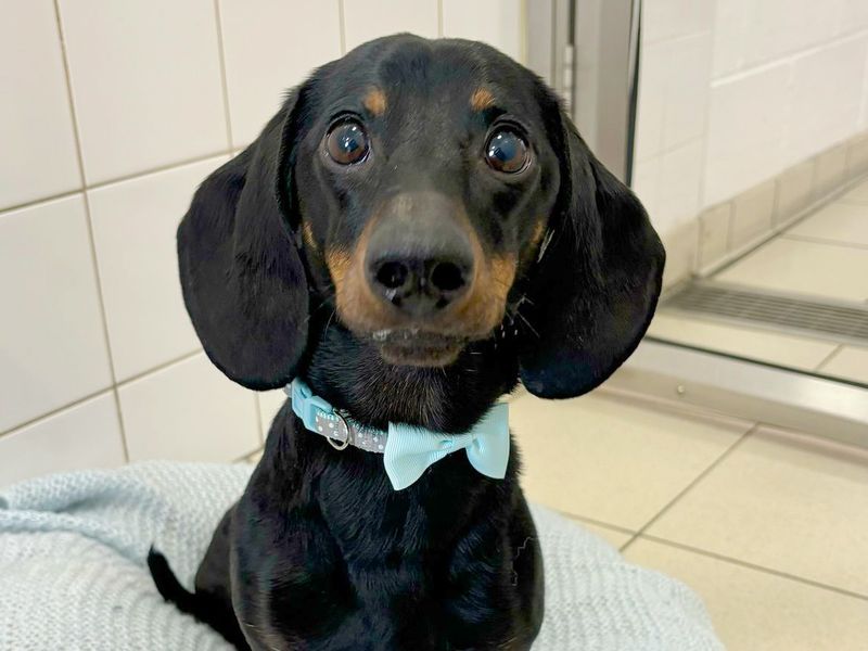 Benny | Dachshund (Miniature Smooth Haired) | Leeds - 1