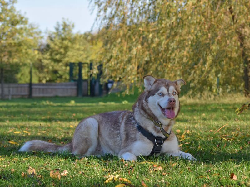 Forest | Siberian Husky Cross | Basildon (Essex) - 1