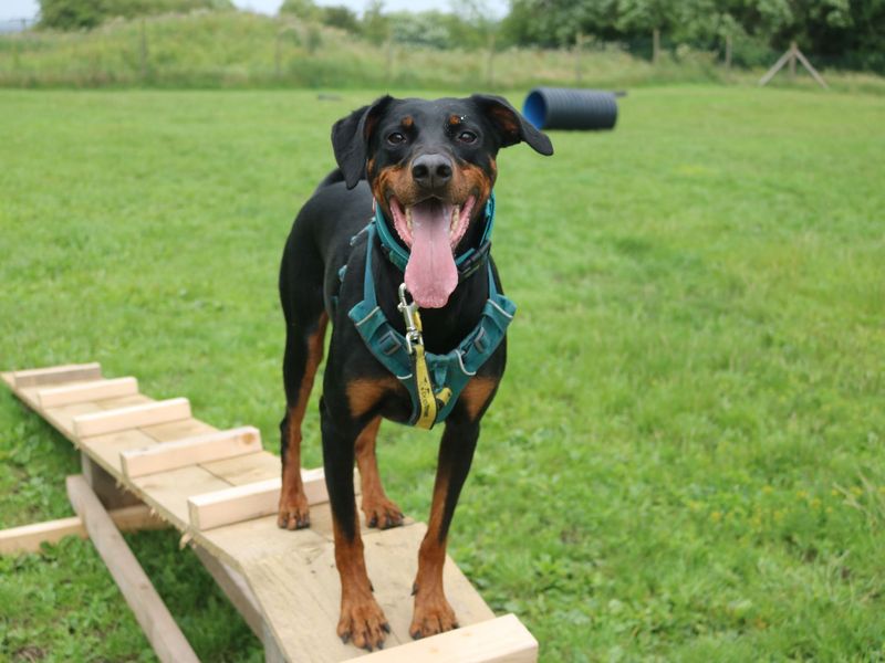 Dobermans for sale in Glasgow, Scotland