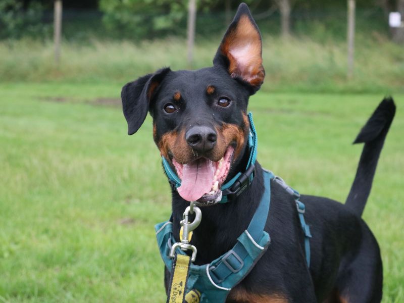 Doberman Puppies for sale in Scotland