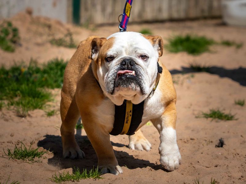 Bulldog Puppies for sale in Leicestershire