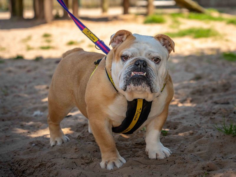 English Bulldogs for sale in Wymeswold, Leicestershire