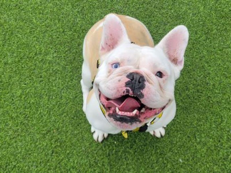 Daisy | French Bulldog Cross | West Calder (Edinburgh) - 1