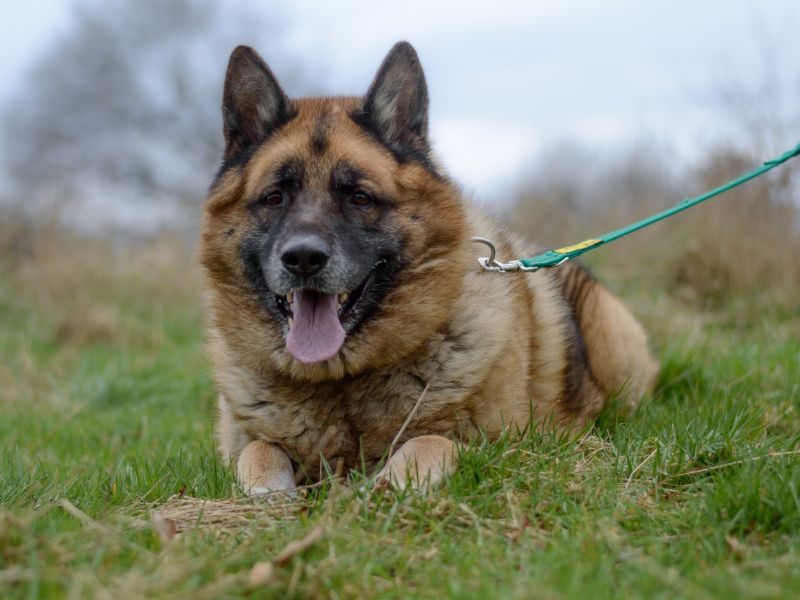 German Shepherd Puppies for sale