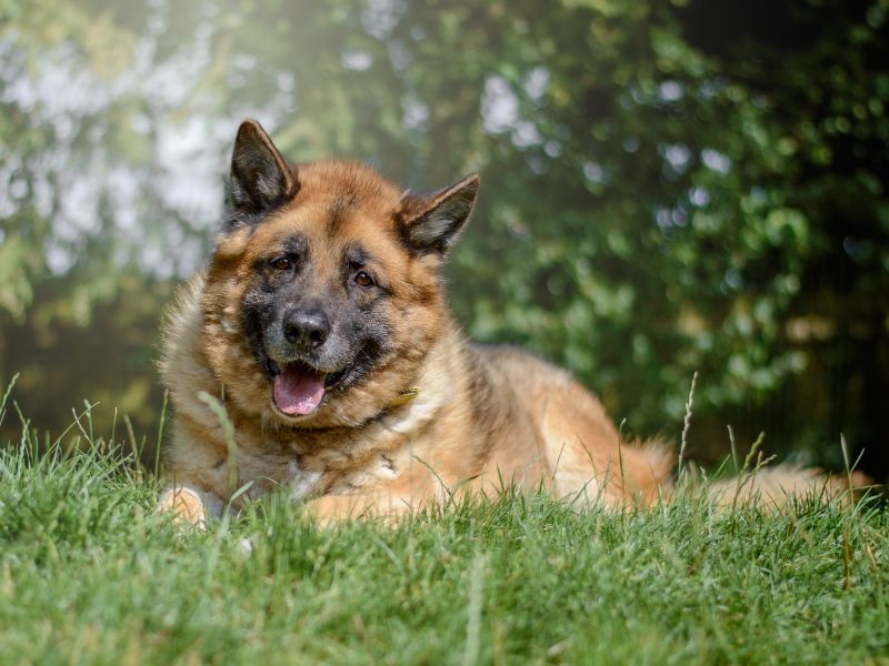 German Shepherd Puppies for sale in Warks