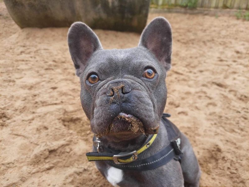 Hugo | French Bulldog | Ilfracombe - 1