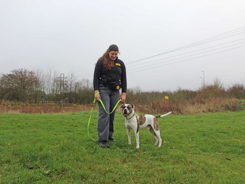 Brian | American Bulldog Cross | Basildon (Essex) - 1