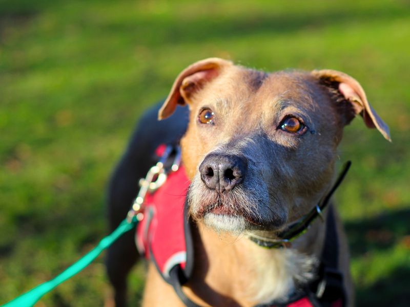 Harry | Terrier (Staffordshire Bull) Cross | Manchester - 1