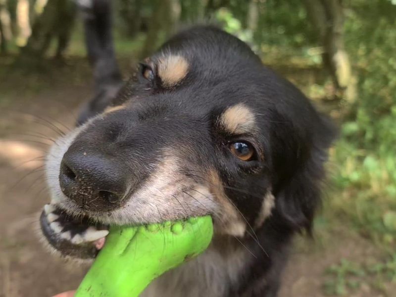 Border Collies for sale in West Calder, West Lothian