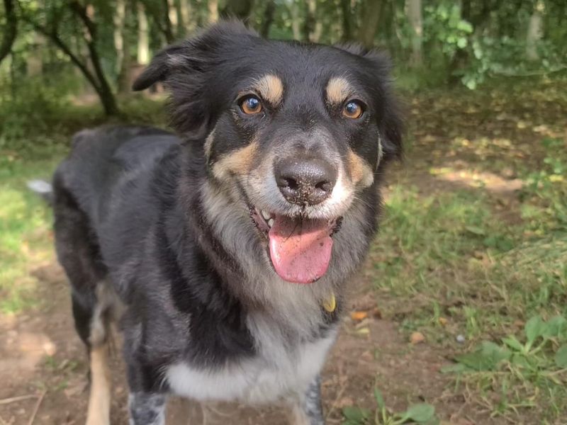 Border Collie Puppies for sale in West Lothian