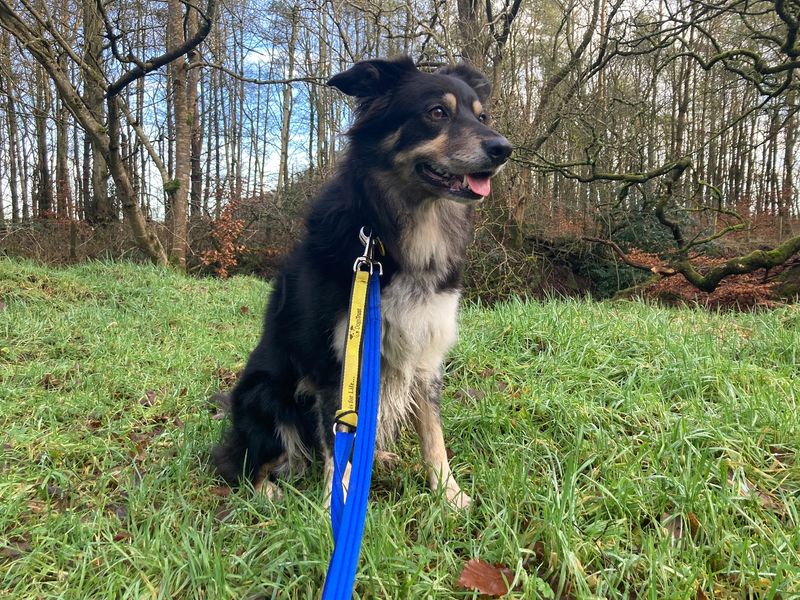 Border Collie Puppies for sale