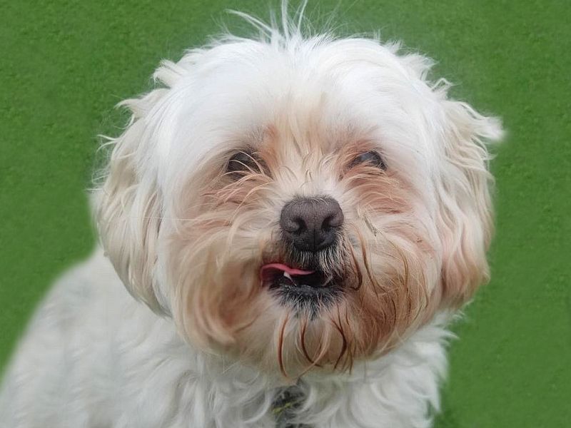 Lhasa apso store dogs for rehoming