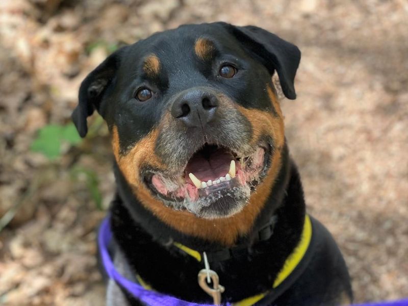 Adopt a Rottweiler Cross Rescue Dog | Loki | Dogs Trust