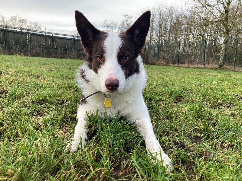 Border Collie Puppies for sale in West Lothian