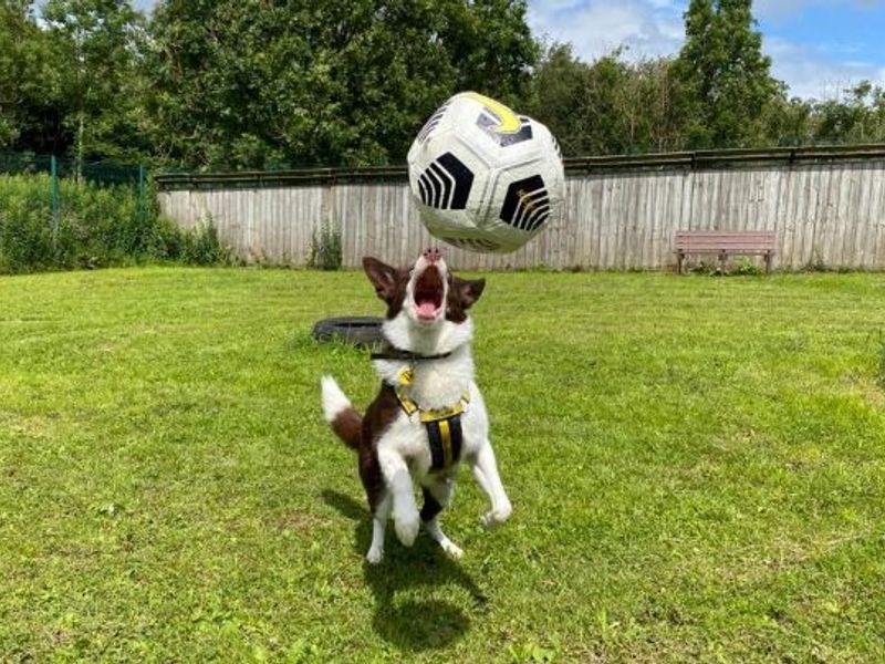 Border Collies for sale in West Calder, West Lothian