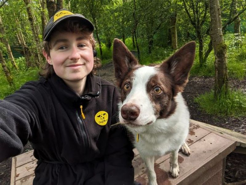 Border Collie Puppies for sale