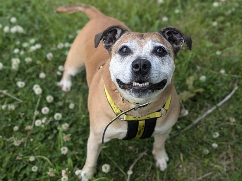 Rush | Terrier (Staffordshire Bull) Cross | Shrewsbury (Shropshire) - 1