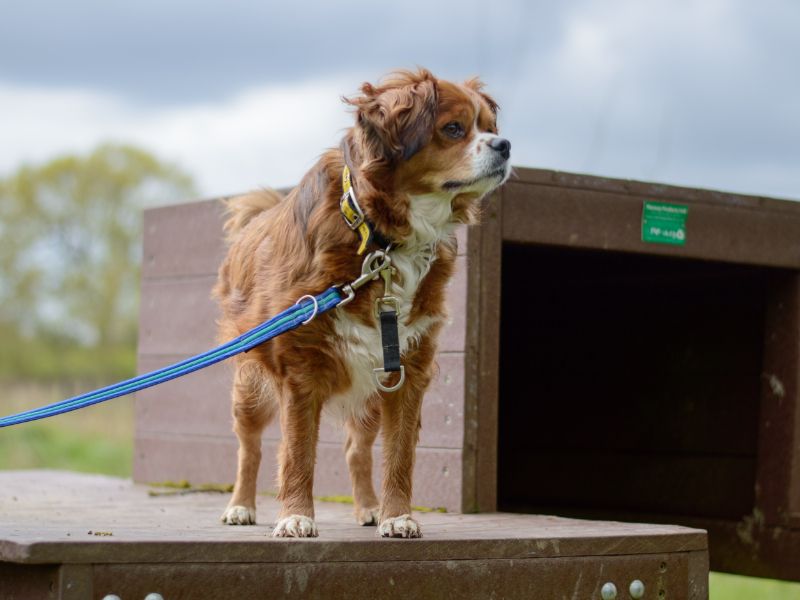 Bailey for sale in Kenilworth, Warks - Image 7