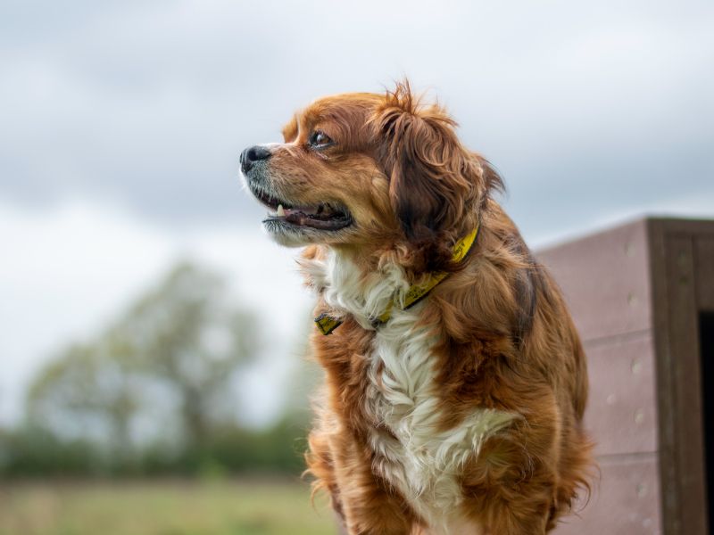 Bailey for sale in Kenilworth, Warks - Image 8