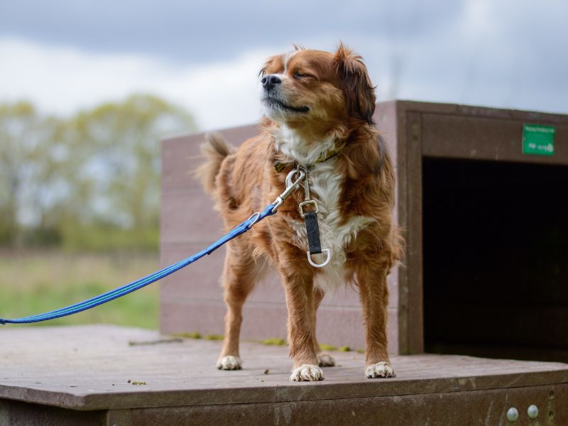 Bailey for sale in Kenilworth, Warks - Image 6