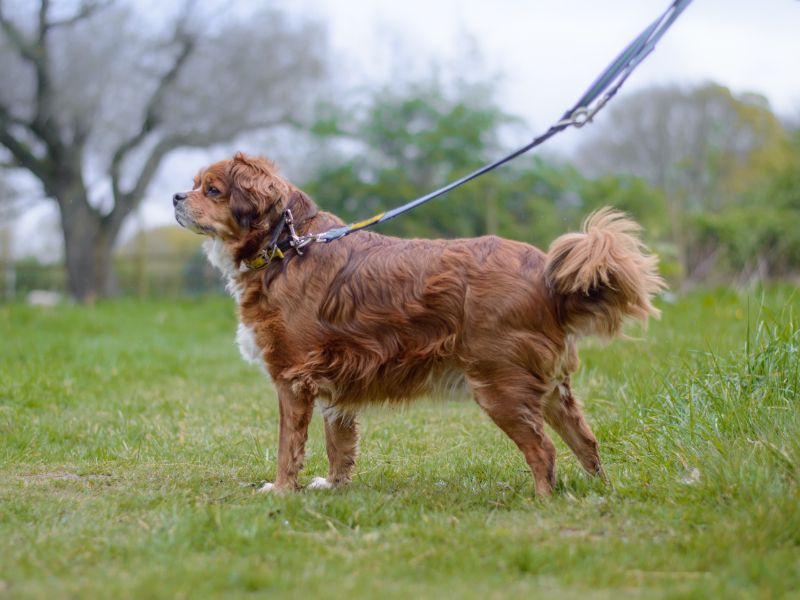 Bailey | Spaniel (Cavalier King Charles) Cross | Kenilworth (West Midlands) - 1