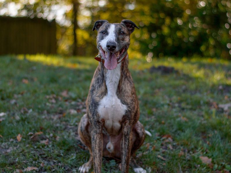 Lurcher best sale rescue midlands