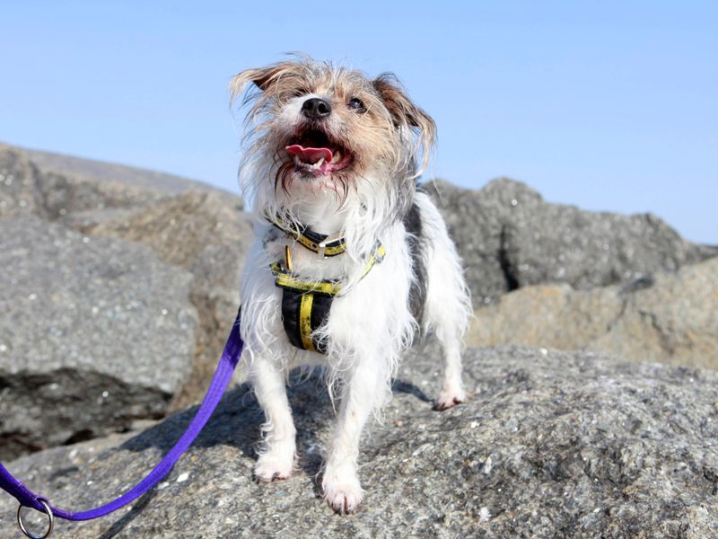 Jack Russell Puppies for sale