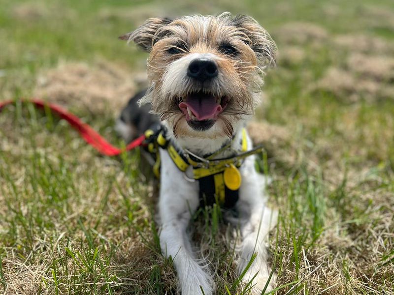 Jack Russells for sale in Shoreham by Sea, West Sussex