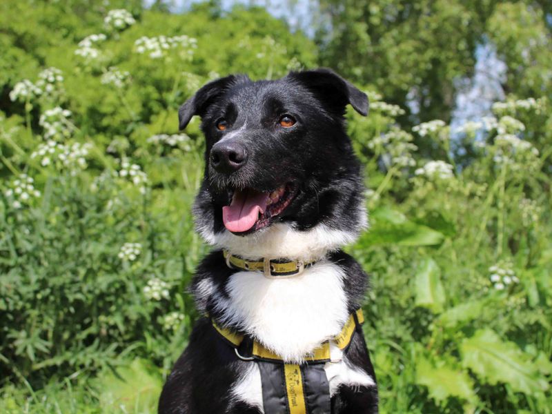 Mac | Collie (Border) Cross | Leeds - 1