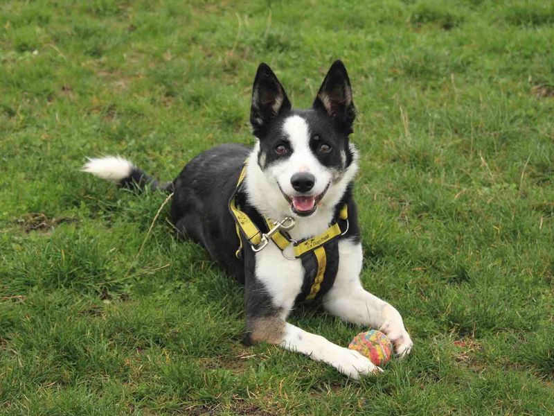 Tilly for sale in Evesham, Worcestershire - Image 9